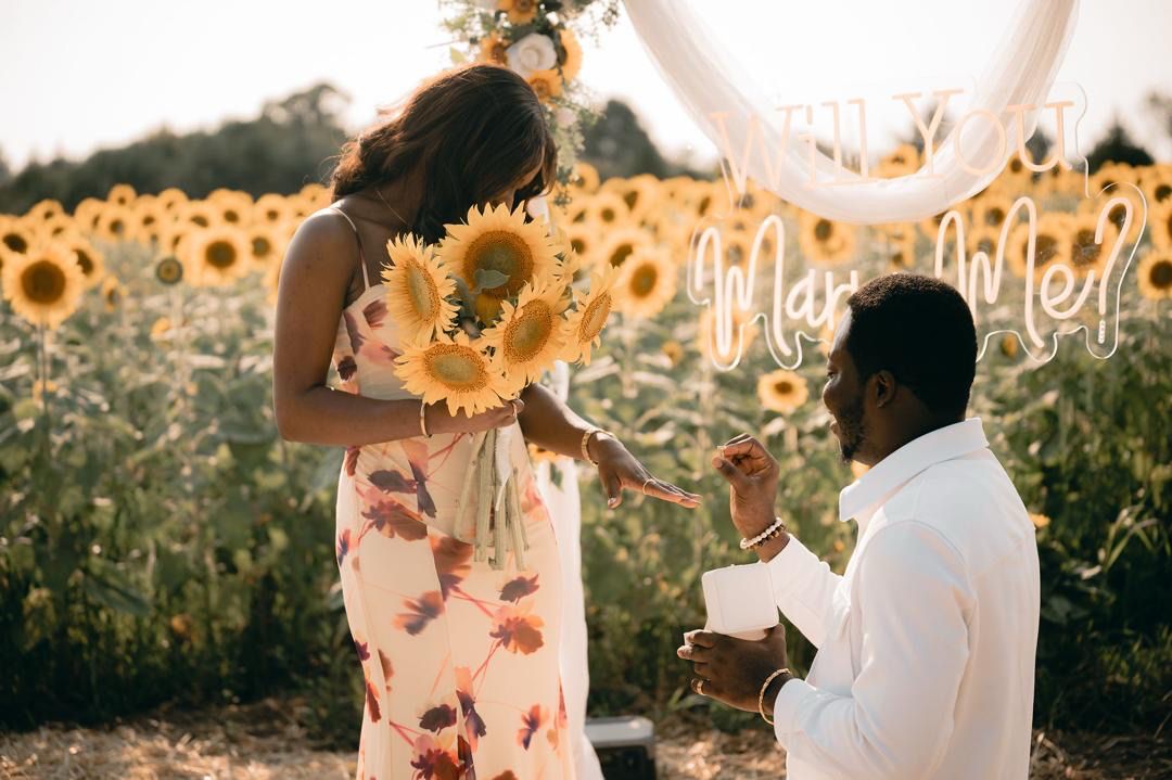 Sunflower field proposal
